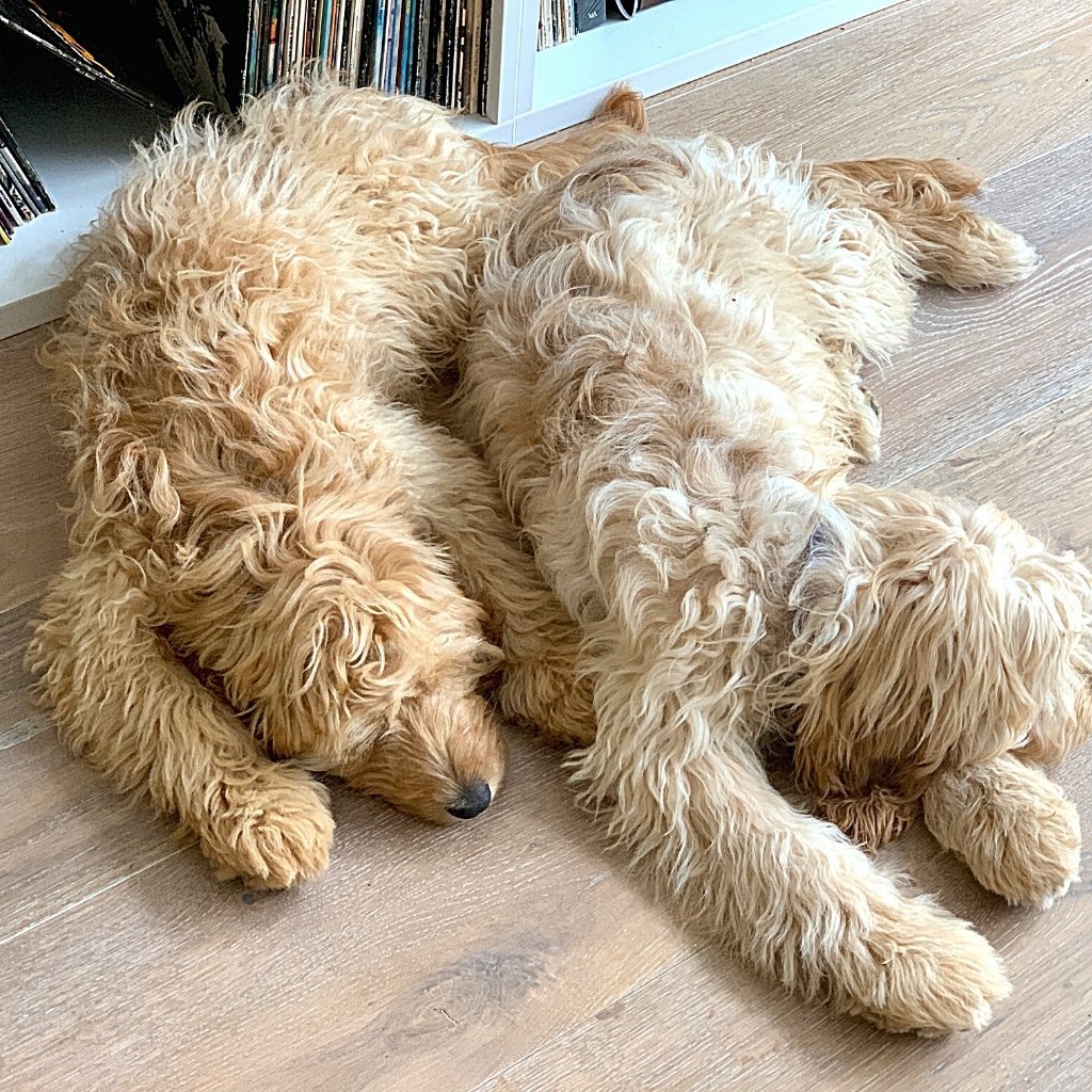 COCKAPOOS TWINSIES